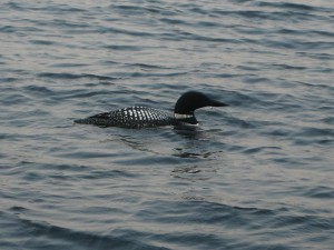 Loon North end of Waukewan 5-31-10 by Janan Hays       